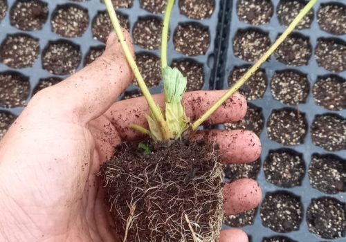 WhatsApp-Image-2023-02-09-at-07.56.52-1